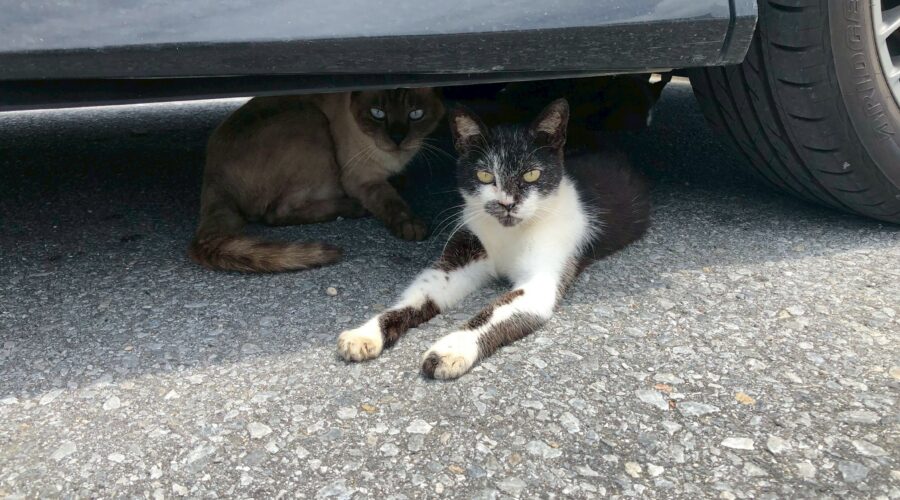 像笨蛋情侶的友情：和高中好友 慈的那些事