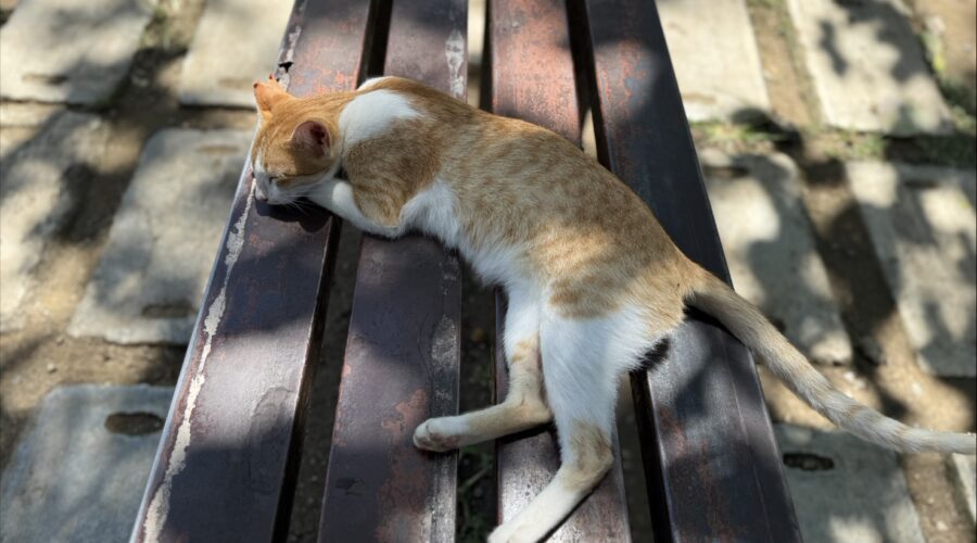 【女校變奏曲】人死後會去哪裡？那些學校沒教的事